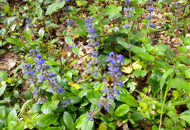 Ajuga reptans